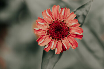 Summer Flowers © orch.idea