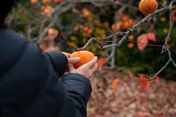 Child picking a ripe persimmon fruit from a tree