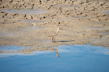 Spotted sandpiper on a pond in an early winter morning near Zikhron Ya'akov, Israel.	