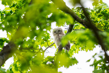 Small tawny owls in the forest. Young brown owls on the branch. European nature. 