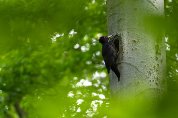 Black woodpecker be peeping out from tree. Woodpecker on the beech. Ornithology in the european forest.