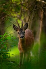 Fototapety  Roe deer in the forest. Deer eating during day.  European nature. 