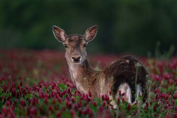 Fallow deer in the clover field. Deer during spring time. European wildlife. 