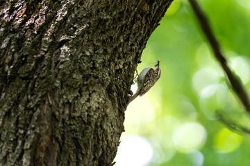 Eurasian treecreeper climbing on the tree. Ornithology in the european forest. Treecreeper feeding young. 