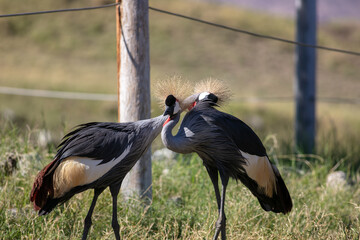 African Grey Crowned Cranes (Balearica regulorum), or Crested Cranes, in Their Zoo Habitat as they Preen each other in an Intimate Moment