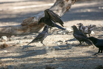 A Murder of Raven Crows Blackbirds in a Feeding Frenzy for Food and Fighting to get their Share with One  Jumping into the Air Leaving a Puff of Dust