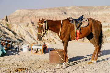 Horse standing on the rocks resting after work day looking in the mountains, good attraction...