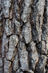 Tree bark close up in the forest.