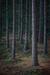 Tree trunks in a forest near Tyresta National Park in Sweden.