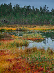 Yellow and red colored mosses with lake and forest in autumn in Tyresta National Park in Sweden.