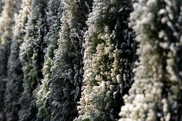 Thuja coniferous branch in the snow illuminated by the sun