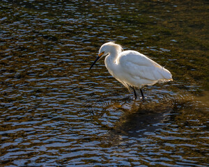 An egret looking for fish in the pond