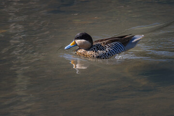 A small duck swimming along a shadowed creek