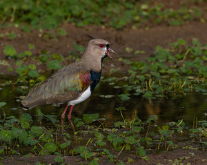 A colorful bird yelling in the marsh