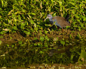 A bird looking for food at the swamp banks