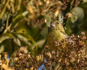 A yellow finch enjoying the morning sun