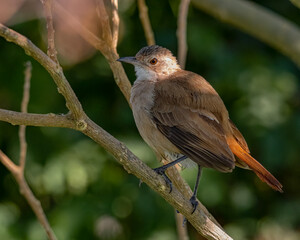 A bird perched on a tree branch