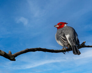 A bird perched on a tree branch