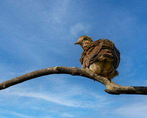 A little dove perched on a tree branch