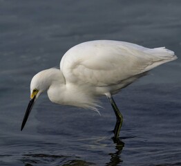 snowy egret in the water