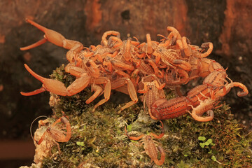 A scorpion mother (Hottentotta hottentotta) is holding her babies to protect them from predator...