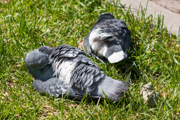 Doves rest on green grass and clean feathers