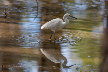 Little Egret wading in shallow water