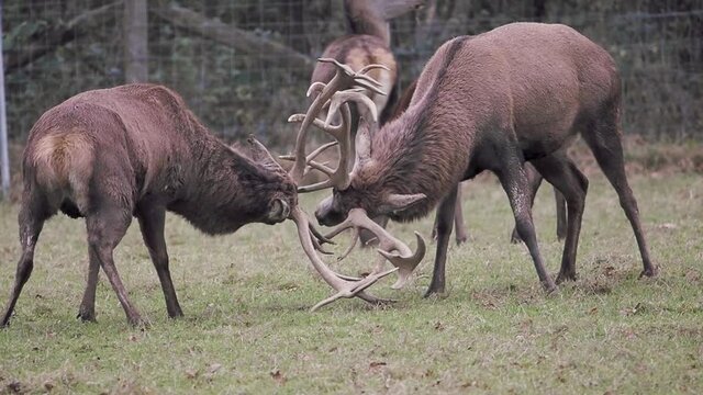 Red Deer Stags Fighting in Slow Motion. 
