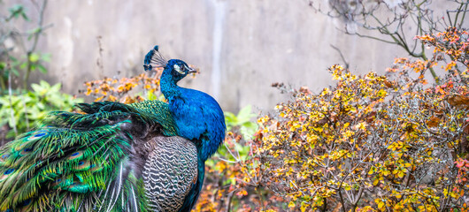 Close-up portrait of beautiful peacock © pyty