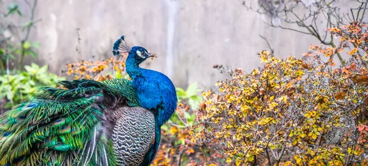 Foto op Plexiglas Close-up portrait of beautiful peacock © pyty