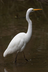 Intermediate Egret in water