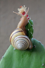 A beautiful colored tree snail is looking for food. The mollusk, which has the scientific name...