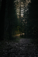 Naklejka premium some shade in the forest