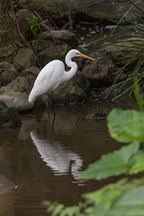 Intermediate Egret in water