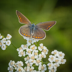 butterfly on white flowers