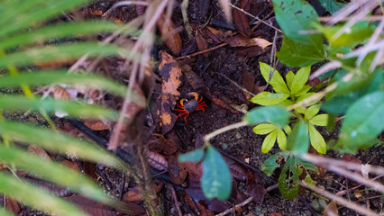 Red crab in the forest