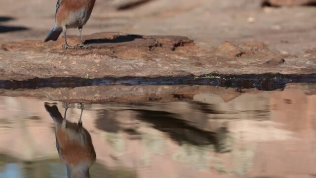 A male Western Bluebird lands on the red slickrock at the edge of a catchment basin in Southern Utah and begins drinking from the rainwater collected there. He is joined by a couple of females. 