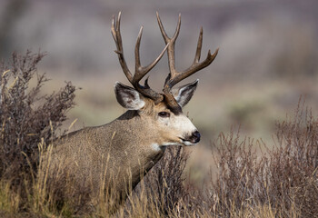 Mule Deer in Grand Teton National Park