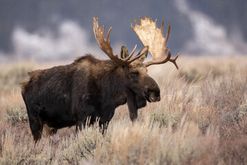 Naklejka na ściany i meble Moose in Grand Teton National Park