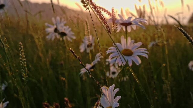 Margaritten im Sonnenaufgang