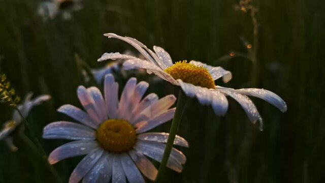 Margaritten im Sonnenaufgang