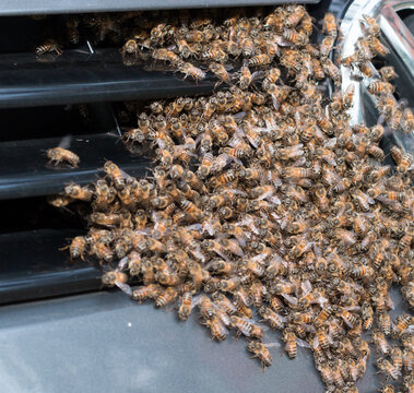 A Swarm Of Bees Swarming Around The Front Grill Of A Car