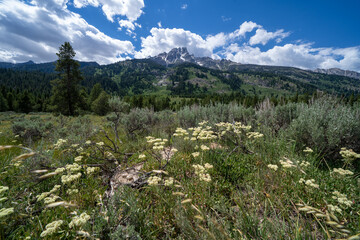 View of the Grand Teton National Park Teton mountain range, with sagebrush and wildflowers in foreground