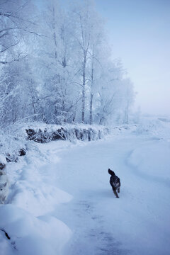 Icy landscape in Siberia