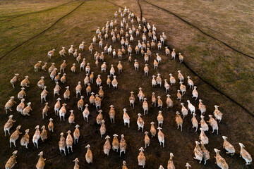 A flock of sheep together