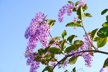 Purple Wreath Sandpaper Vine flower on sky background.Scientific name Petrea volubilis