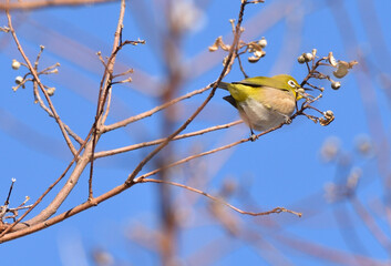 メジロ 春　早春　黄緑　小鳥　野鳥　公園