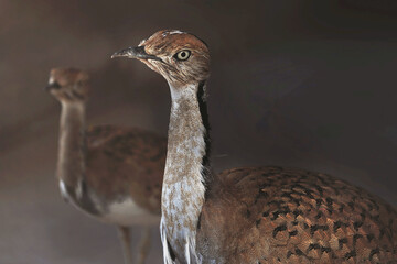 Houbara bustard in the United Arab Emirates