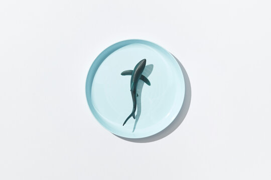 Plastic shark on plate