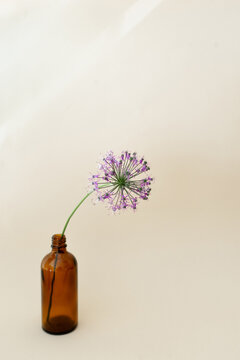 Flower in brown glass bottle 